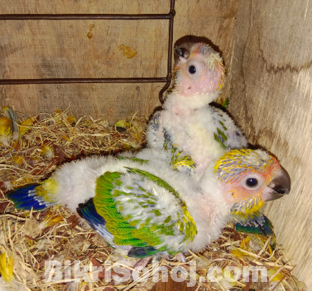 Sun Conure Tame size baby